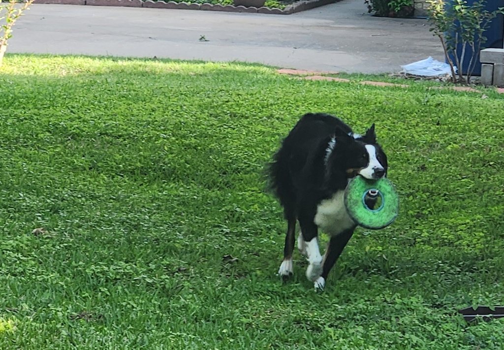 Pogo running with his frisbee